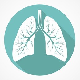 human lung anatomy flat icon with long shadow.  vector image simple picture
