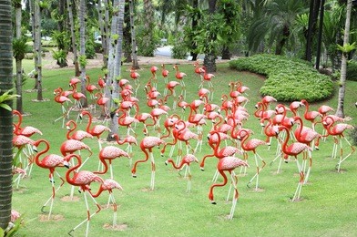 a flock of flamingos in the park nong nooch, thailand