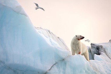 polar bear and ivory gull in natural environment