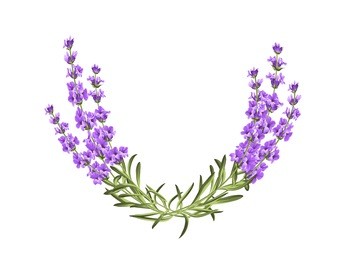wreath, provence, frame, ,floral, perfume. bunch of lavender. vector illustration.
