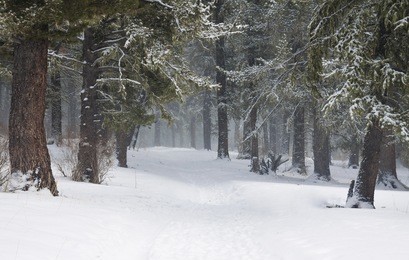 snow covered trees in the winter forest with road
