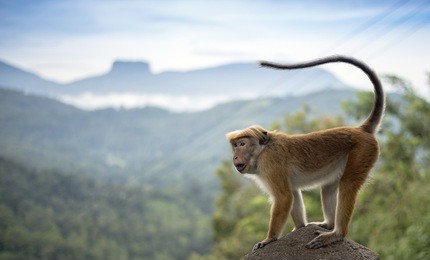 monkey at kadugannawa in sri lanka
