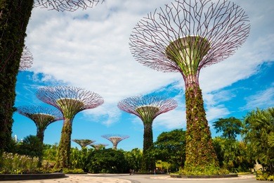 walking bridge on super trees in gardens by the bay singapore.