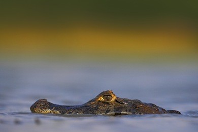 yacare caiman, hidden portrait of crocodile in the blue water surface with evening light, pantanal, brazil.