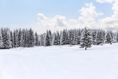 spruce forest in winter