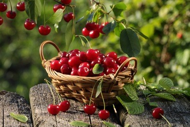 cherry basket /  cherry tree branch/ fresh cherries/ sweet cherries