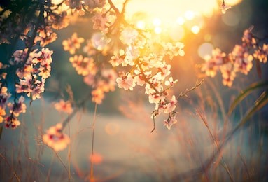 spring blossom background. beautiful nature scene with blooming tree and sun flare. sunny day. spring flowers. beautiful orchard. abstract blurred background. springtime