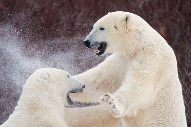 upper bodies of two polar bears fighting and punching; drool and snow flying through the air