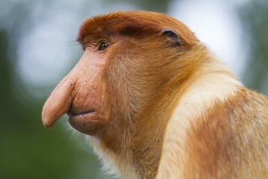 proboscis monkey