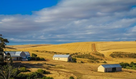 farmland and golden fields. stellenbosch, wine route, south africa