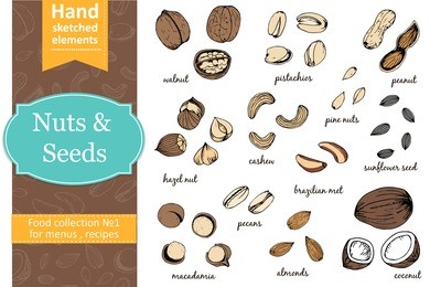 set of nuts and seeds drawings. sketches. hand-drawing. vector illustration of for design menus, recipes and packages product. vector illustration.