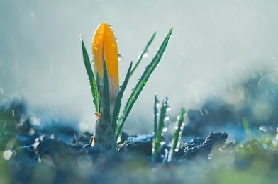 little flower crocus in the spring rain