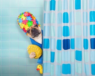 french bulldog dog in a bathtub not so amused about that , with yellow plastic duck and towel, behind shower curtain  ,wearing a bathing cap