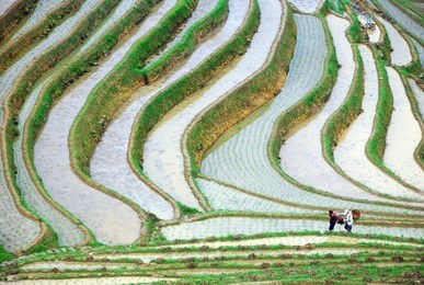 longji terrace fields in guilin
