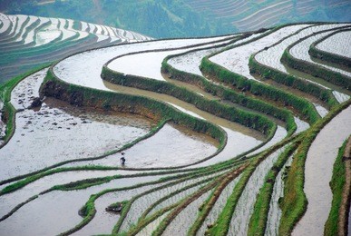 longji terrace fields in guilin
