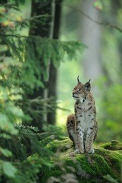 lynx lynx