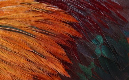 colorful feathers, chicken feathers background texture