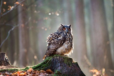 eurasian eagle owl (bubo bubo) sitting on the stump, close-up, wildlife photo.