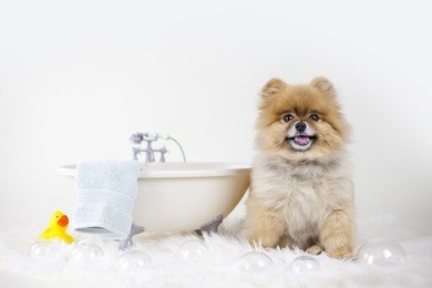 pomeranian getting ready for a bubble bath in a bath tub