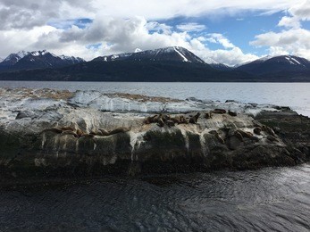 cormorants on an island in the beagle channel in argentina