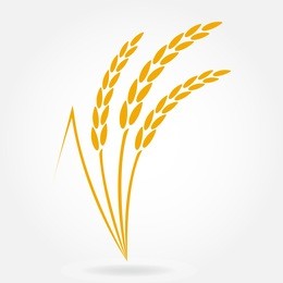 wheat ears or rice icon. design elements for bread packaging or beer label. agricultural wheat and rice symbol. vector illustration.