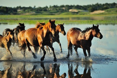 the running horses in a river in grassland.
