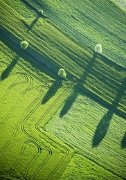 aerial view : four trees and their shadows in a field