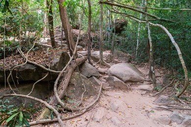 rain forest phnom kulen national park in cambodia kampuchea.