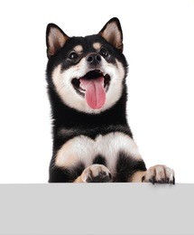 sia inu and banner isolated on white