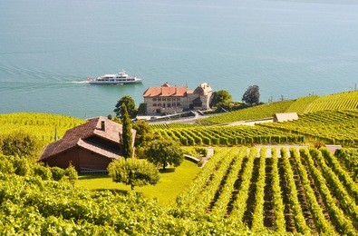 vineyards in lavaux, switzerland