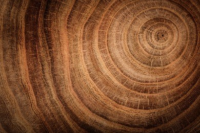 stump of oak tree felled - section of the trunk with annual rings 