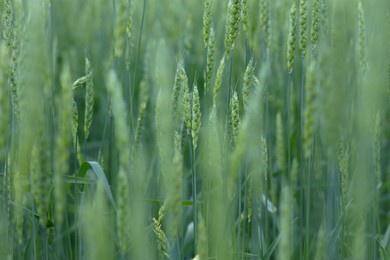 wheat