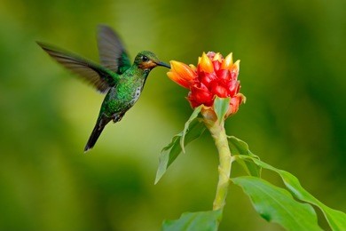 hummingbird green-crowned brilliant, heliodoxa jacula, green bird from costa rica flying next to beautiful red flower with clear background, nature habitat, action feeding scene