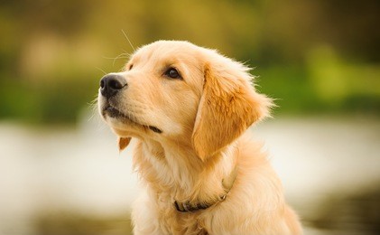 golden retriever puppy head shot