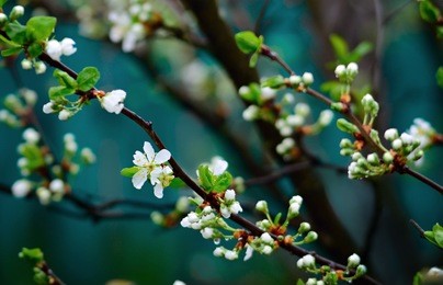 apple begins to bloom in a garden 