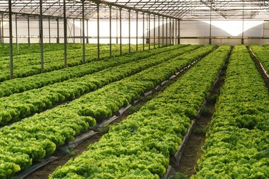 grow salad in greenhouse pure eco frendly agriculture