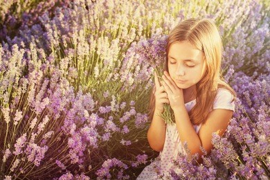 little girl in a field of lavender hugging bouquet of lavender - copy space