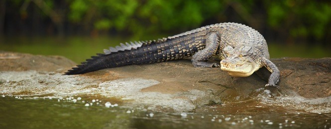 close up very large mugger crocodile crocodylus palustris in movement. coming directly at camera from rock to river. river in foreground, green blurred mangrove in background.  