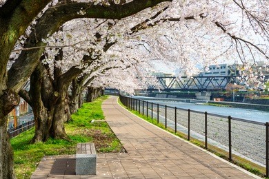 cherry blossoms blooming in kyoto, japan.