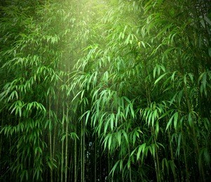 asian bamboo forest with sunlight.