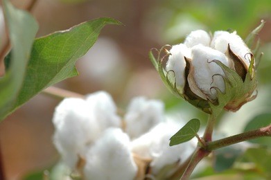 cotton plant closeup