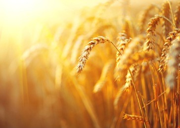 wheat field. ears of golden wheat close up. beautiful nature sunset landscape. rural scenery under shining sunlight. background of ripening ears of meadow wheat field. rich harvest concept