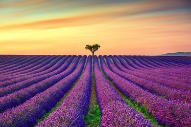 lavender flowers blooming field, lonely trees uphill on sunset. valensole, provence, france, europe.
