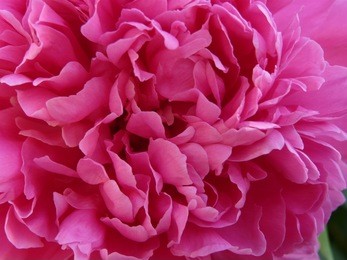 pink peony