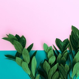 green plants on stylish background. minimalist fashion