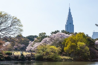  shinjuku gyoen national garden. this park is a very famous and popular cherry-blossom (sakura) viewing spot in tokyo.