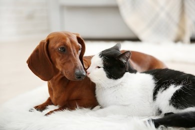 beautiful cat and dachshund dog on rug, indoor