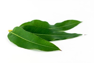 close up eucalyptus leaves on white