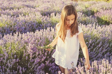 little girl in a field of lavender - copy space