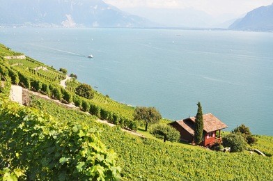 vineyards in lavaux against geneva lake, switzerland  